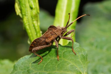 Makro yaz kahverengi böcek Anoplocerus Kuzey Kafkasya 'nın eteklerindeki bir çayırda yeşil bir yaprak üzerinde dinlenen uzun antenlerle yükselir.
