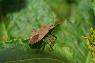  Genç bir böceğe yakından bakınca Anoplocerus Kuzey Kafkasya 'nın eteklerindeki bir çayırda yeşil bir yaprağın üzerinde dinleniyor.