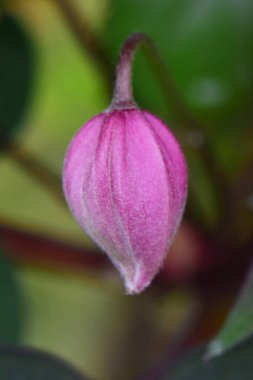 Kuzey Kafkasya 'nın eteklerinde yetişen yeşil yaprakların arasında genç ve mor bir Clematis Florida çiçeği tomurcuğunun yakın çekimi.                               