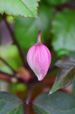  Kuzey Kafkasya 'nın eteklerinde yetişen mor, genç Clematis Florida çiçeği tomurcuğunun yakın çekimi.                              