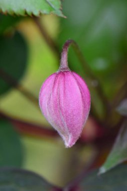 Genç ve mor bir Clematis Florida çiçek tomurcuğunun yakın çekimi Kuzey Kafkasya 'nın eteklerindeki bir çiçek tarlasında yeşil yaprakların arasında