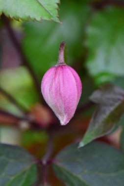   Menekşe çiçeği tomurcuğunun yakın çekimi Kuzey Kafkasya 'nın eteklerinde Clematis Florida yetişiyor.                             