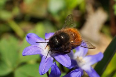 Kahverengi bir arı olan Andrena Wilkella Kuzey Kafkasya 'nın eteklerindeki mavi Scylla' da polen ve nektar topluyor.                               