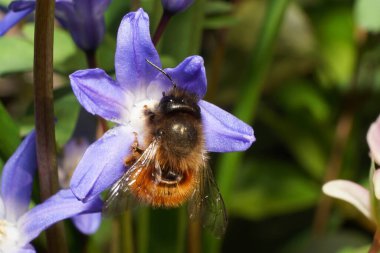 Andrena Wilkella, Kuzey Kafkasya 'nın eteklerinde bahar mavisi Scylla' da polen ve nektar topluyor.                              