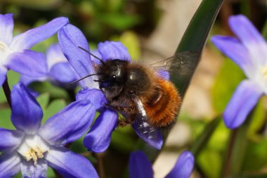 Kahverengi kabarık arı Andrena Wilkella Kuzey Kafkasya 'nın eteklerindeki mavi Scylla' da polen ve nektar topluyor.                               