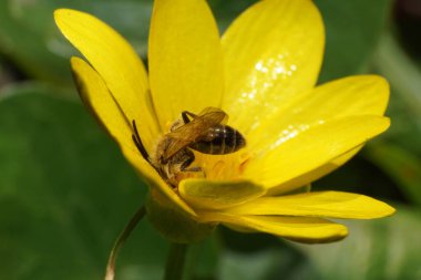  Bahar çizgili bir arı olan Andrena Ventralis Kuzey Kafkasya 'nın eteklerindeki sarı bir çiçekte polen ve nektar topluyor.                              