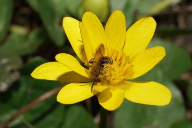  Andrena Ventralis, Kuzey Kafkasya 'nın eteklerindeki sarı bir çiçekte polen ve nektar topluyor.