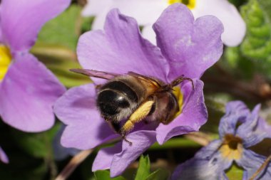  Andrena Wilkella, Kuzey Kafkasya 'nın eteklerindeki bir bahar pembe primula çiçeğinde polen ve nektar topluyor.