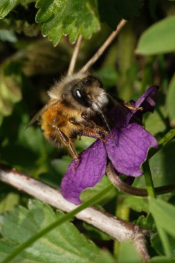  Andrena Wilkella, Kuzey Kafkasya 'nın eteklerinde bahar pembe çiçek menekşesi üzerinde polen ve nektar topluyor.                              