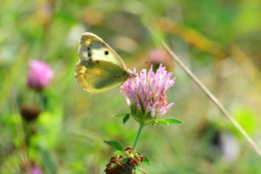 Yakın plan dişi Colialar, Kuzey Kafkasya 'nın eteklerindeki bir çayırda, yonca çiçeğinin üzerinde oturan kelebeklere tahammül ederler.                              