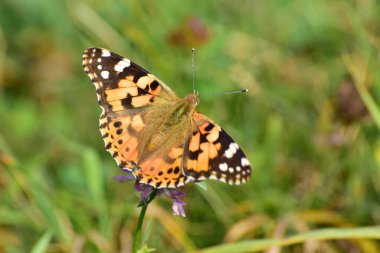 Vanessa Cardui Kelebeği 'nin Macro' su Kuzey Kafkasya 'nın eteklerindeki bir çayırda yonca üzerinde otların arasında oturuyor.                               