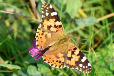 Vanessa Cardui burdock kelebeğinin Macro 'su Kuzey Kafkasya' nın eteklerindeki bir çimenlikteki pembe yonca çiçeğinde polen ve nektar topluyor.                              