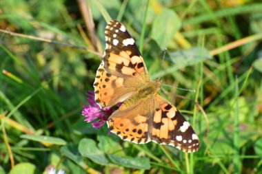 Vanessa Cardui burdock kelebeğinin Macro 'su Kuzey Kafkasya' nın eteklerindeki bir çimenlikteki pembe yonca çiçeğinde polen ve nektar topluyor.                              