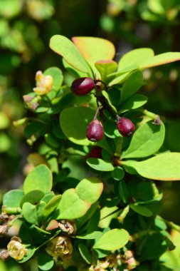 Bahar bonsai Berberis thunbergii kırmızı meyveler ve sarı çiçeklerle Kuzey Kafkasya parkının eteklerinde yeşil yapraklar                               