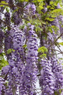 Kuzey Kafkasya 'nın eteklerinde yetişen Wisteria Floribunda, yaz mevsiminin mor dallarından sarkan dalları.