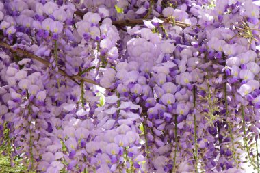 Yazın Kuzey Kafkasya 'nın eteklerinde yetişen Wisteria Floribunda' nın sallanan mor çiçekleri.                               
