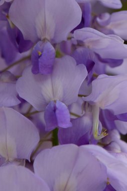  Kuzey Kafkasya 'nın eteklerinde yetişen Wisteria Floribunda' nın yaz çiçeklerinin yakın görüntüsü.                              