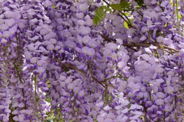 Kuzey Kafkasya 'nın eteklerinde yetişen Wisteria Floribunda adlı leylak çiçeklerinin yakın çekim dalları.                               