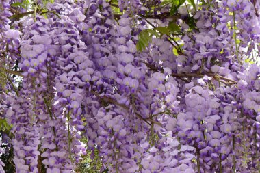 Kuzey Kafkasya 'nın eteklerinde yetişen Wisteria Floribunda adlı leylak çiçeklerinin yakın çekim dalları.                               