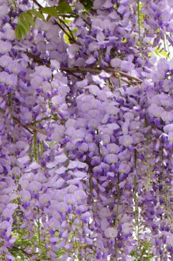 Kuzey Kafkasya 'nın eteklerinde yetişen Wisteria Floribunda, yaz mevsiminde genç dalları asar.                               