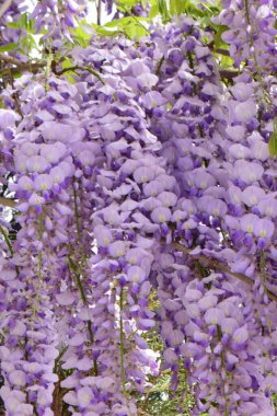 Yaz mevsimi dalları Kuzey Kafkasya 'nın eteklerinde yetişen Wisteria Floribunda leylak çiçekleri.                               