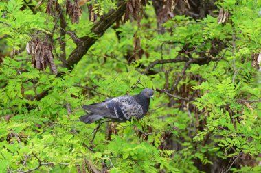  Kafkas güvercini Columba livya yazın Kuzey Kafkasya 'nın etek eteklerindeki Acacia Robinia psödoacia' nın yeşil dallarında bulunur.                              