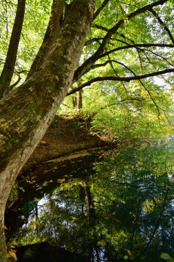  Kuzey Kafkasya 'nın dağlarında ağaçlarla kaplı bir karst mavi gölü manzarası                              