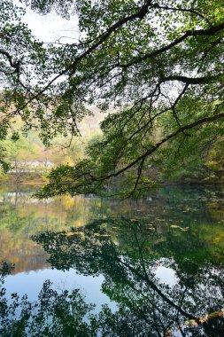 Kuzey Kafkasya 'nın dağlarında sonbahar ağaçları olan bir karst mavi gölünün kıyısına bakın.                               