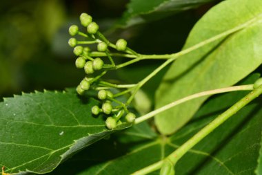 Kuzey Kafkasya 'nın eteklerinde yetişen yeşil yapraklarda baharda Tilia platyphyllos linden tomurcuklarının yakın çekimi                               