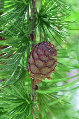  Kuzey Kafkasya 'nın eteğindeki dağ eteğinde Larix desidua tarlasının küçük bir bahar konisi.