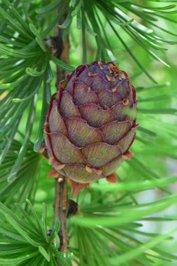  Kuzey Kafkasya 'nın eteğindeki dağ eteğinde Larix desidua tarlasının küçük bir bahar konisi.