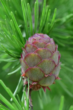 Larix desidua tarlasının Kuzey Kafkasya eteklerindeki küçük bir bahar konisinin akro 'su.                               