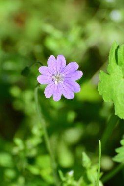 Kuzey Kafkasya 'nın bahar aylarında yeşil çimlerde yetişen sardunya müfredatının leylak çiçeği.                               