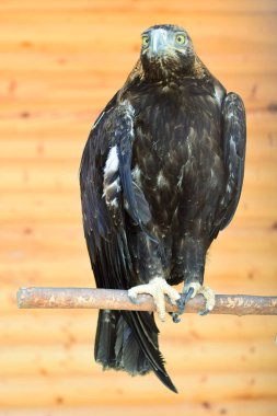 Kuzey Kafkasya 'nın eteklerinde yamuk gagalı ve sarı gözlü Kartal Aquila fasciata                               