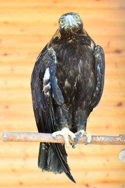 Kartal Aquila fasciata kahverengi tüylü eğri gagalı ve sarı gözlü Kuzey Kafkasya 'nın eteklerindeki bir ağaç dalında
