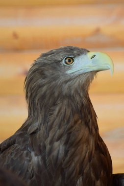 Kuzey Kafkasya 'nın eteklerinde kavisli gagalı ve sarı gözlü genç bir kartal portresi.                               