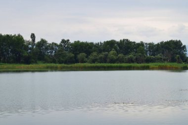  Kuzey Kafkasya 'nın eteklerinde, yazın Kuzey Kafkasya' nın eteklerinde ağaçlar ve su bitkileri olan vahşi göl manzarası.                              