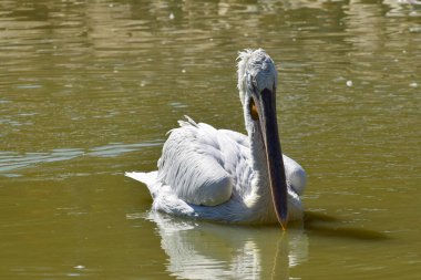 Beyaz pelikan Pelecanus erythrorhynchos Kuzey Kafkasya 'nın eteklerindeki bir gölde su üzerinde yüzer.                               