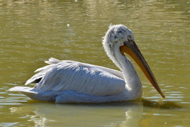  Beyaz ıslak pelikan Pelecanus erythrorhynchos Kuzey Kafkasya 'nın eteklerindeki gölde yüzüyor.                              