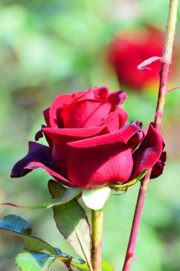  Kuzey Kafkasya 'daki dağ eteklerinde yetişen genç bir kırmızı gülün bahar tomurcuğu.