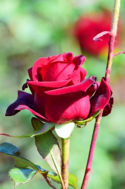  Kuzey Kafkasya 'nın eteklerinde yetişen genç bir kırmızı gül çiçeğinin bahar tomurcuğunun yakın çekimi.
