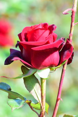  Kuzey Kafkasya 'nın eteklerinde yetişen yeşil yapraklı kırmızı gül çiçeğinin bahar tomurcuğunun yakın çekimi.