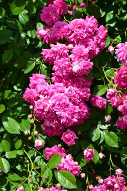  Kuzey Kafkasya 'nın eteklerindeki bir çiçek tarlasında yaz kıvırcık pembe güller                              