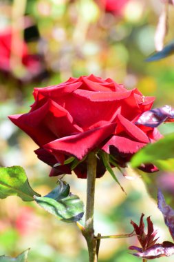   Kuzey Kafkasya 'nın etek eteklerinde yetişen genç kırmızı gül çiçeği.