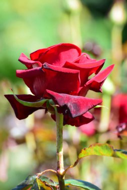 Kuzey Kafkasya 'daki dağ eteklerinde yetişen yeşil yapraklı kırmızı gül çiçeğinin yakın çekimi.