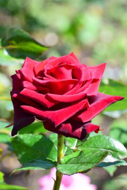 Kuzey Kafkasya 'daki dağ eteklerinde yetişen yeşil yapraklı kırmızı gül çiçeğinin yakın çekimi.