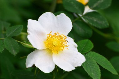  Kuzey Kafkasya 'nın eteklerinde yetişen sarı erkek kepekli beyaz bir gül çiçeğinin yakın çekimi.                              