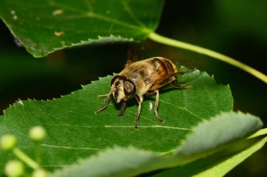 Kahverengi kabarık tüylü ve çizgili çiçek sineği Eristalis tenax Kuzey Kafkasya 'nın eteklerinde yetişen ıhlamur ağacının yeşil bir yaprağında oturuyor.                              