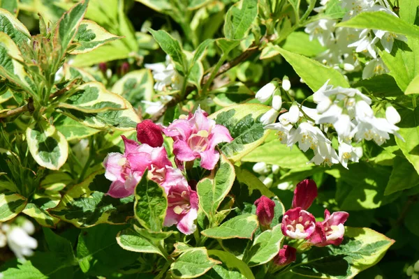 Composição Weigela Florida Flores Rosa Entre Flores Brancas Folhas Uma — Fotografia de Stock