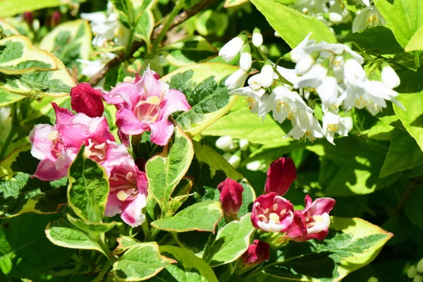 Composição Flores Rosa Weigela Florida Flores Brancas Entre Folhas Canteiro — Fotografia de Stock